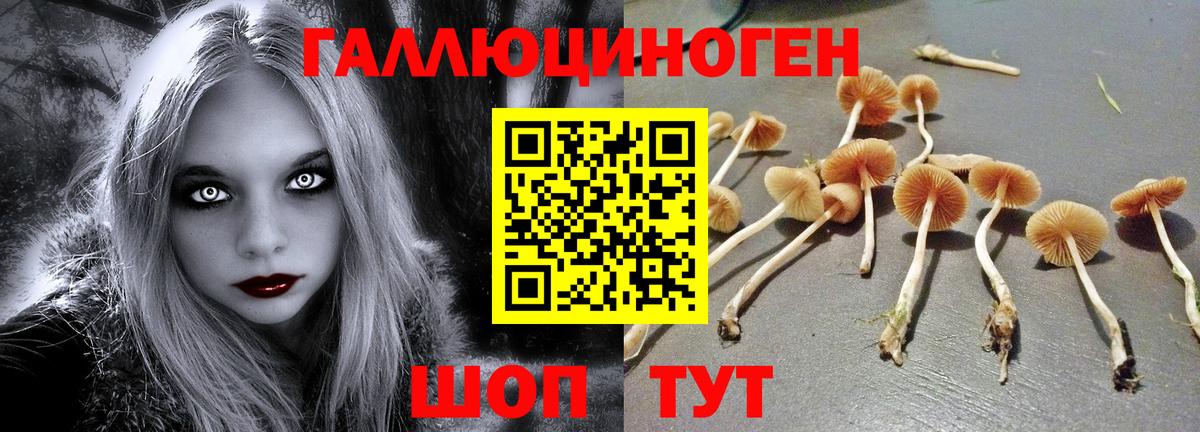 Котовск  Галлюциногенные грибы Psilocybine cubensis  Вход с VPN 